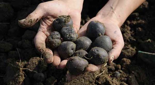 Eskişehir’in “mor mücevheri”ni onlar yetiştiriyor!