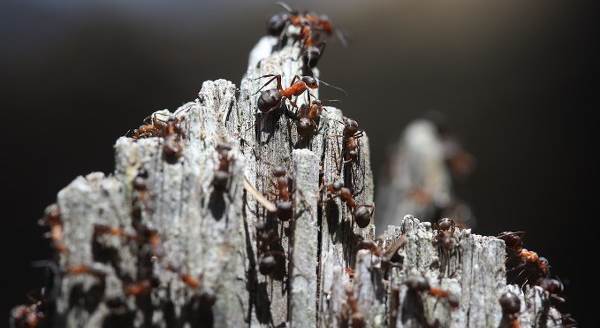Eskişehir'in "Orman gönüllüsü" kırmızı karıncaları