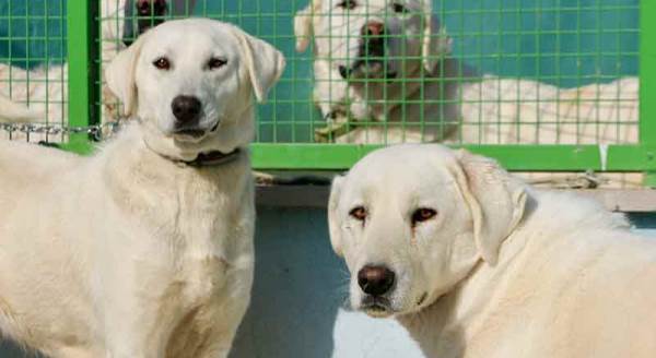 Eskişehir’in çoban köpekleri çipleniyor