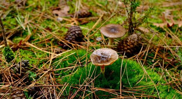 Eskişehir'in doğasında nereye baksalar onu gördüler!