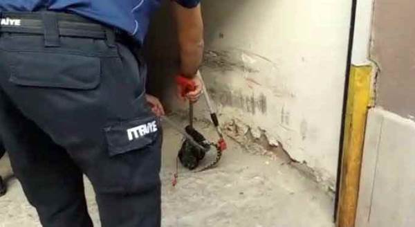 Eskişehir'in göbeğinde zehirli yılan şoku!