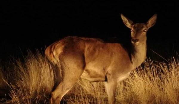 Eskişehir'in kızıl geyikleri artık orada da olacak!