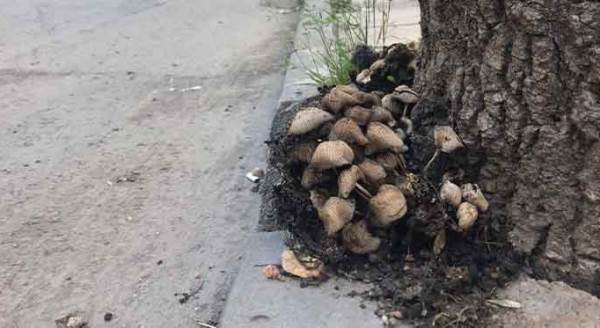 Eskişehir’in merkezi birden bu mantarlarla doldu!