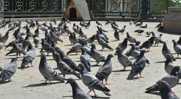 Eskişehir'in şanslı ve şanssız güvercinleri...