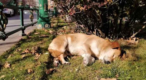 Eskişehir'in sessiz sokaklarında uyku keyfi
