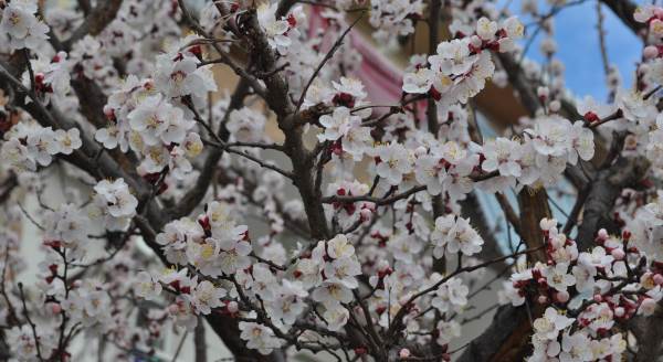Eskişehir'in sokaklarına bahar geldi