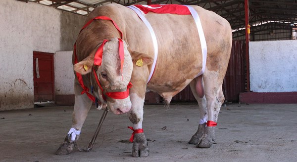 Eskişehirli "Kral" görenleri şaşkına çevirdi