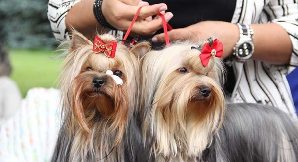 Evcil hayvan bakımında yeni moda 