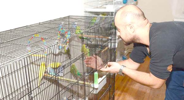 Evinin salonunda 60 muhabbet kuşu besliyor