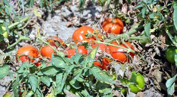 Fiyat dip yaptı tarlada çürüyor!