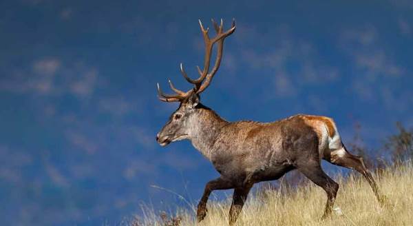 Fotoğraflar Eskişehir'den! İlk kez görüntülendi