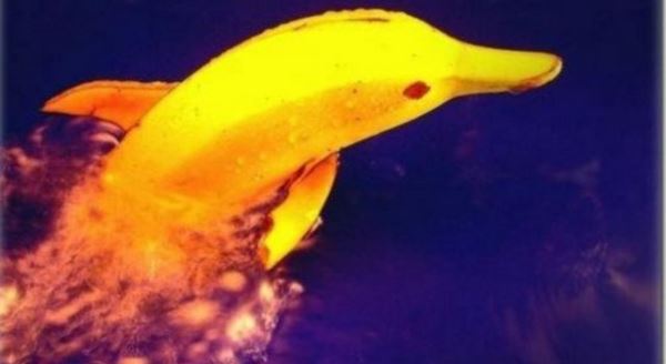 Fotoğrafta ne görüyorsunuz?