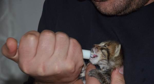 Genç kadın kedinin süt annesi oldu