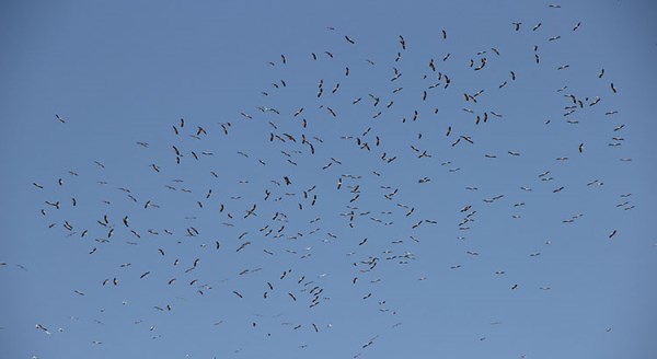 Göçe hazırlanan leylekler Eskişehir semalarında