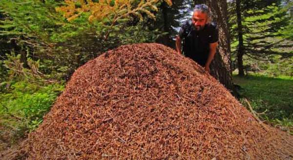 Görenlerin ağzı açık kalıyor! Neredeyse bir metre...