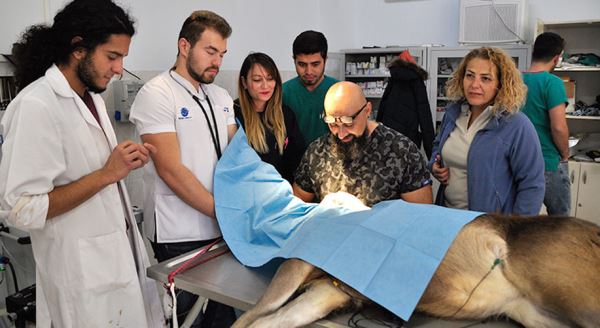 Gözleri görmeyen geyik ameliyatı oldu