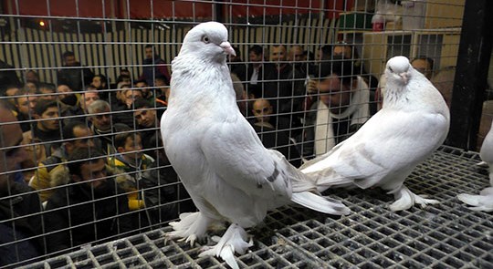 Güvercinler yarıştı