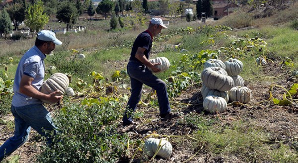 Hasat edilmeden yüzde 80'i satıldı