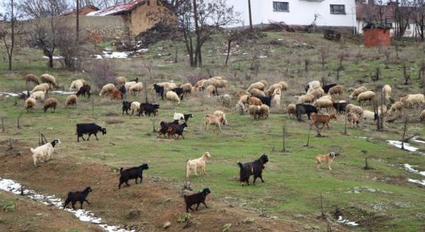 Hayvan yetiştiricileri zorlu kış mesailerine başlıyor