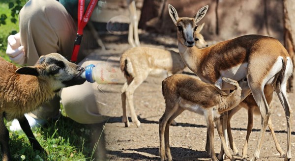 Hayvanat Bahçesi'ne 70 yeni üye