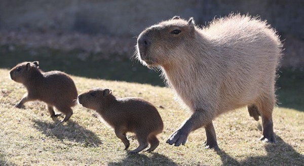 Hayvanat bahçesinin yeni üyeleri yuvalarına alıştı