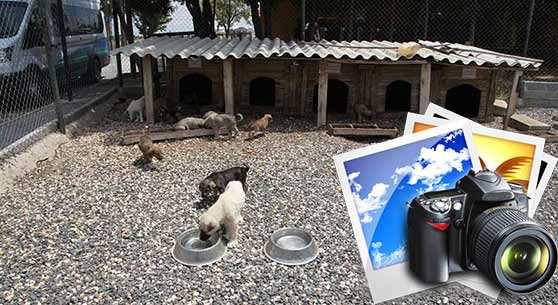 HAYVANLAR SAHİPLERİNİ BEKLİYOR