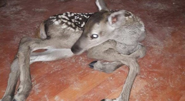 Hemen koruma altına alındı