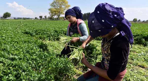 İstanbul'un "yeşillikleri" Sakintepe'den