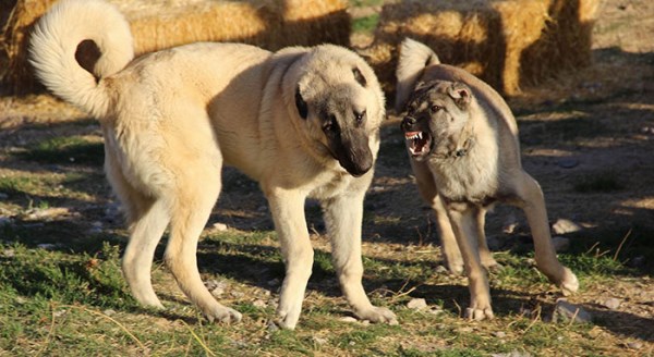 Kangalları artık dünya tanıyacak