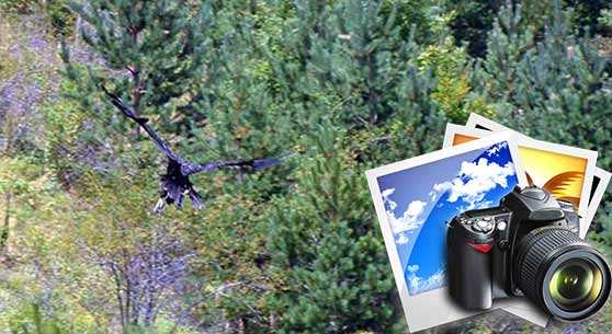 Kara akbabalar özgürlüğe kanat çırptı