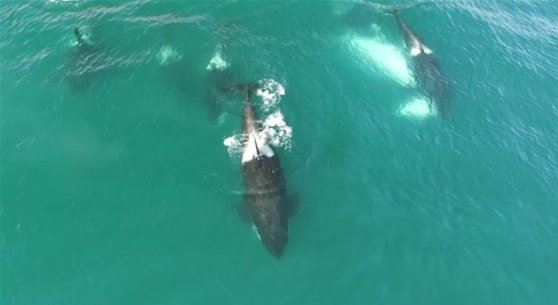 Katil balinalar böyle saldırdı