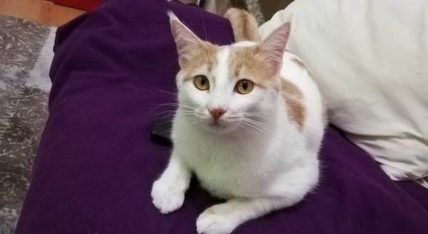 Kaybettiği kedisi yüzünden psikolojisi bozuldu