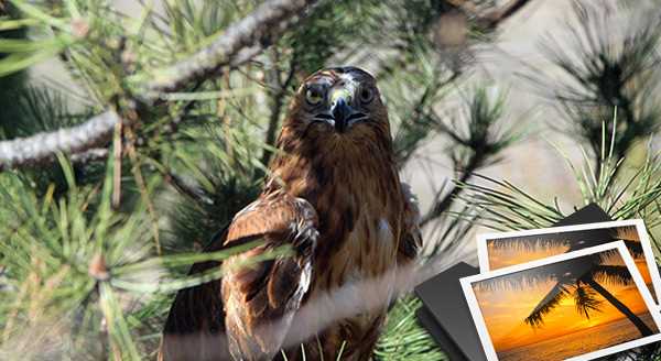 KIZILŞAHİNLER DOĞAYA SALINDI