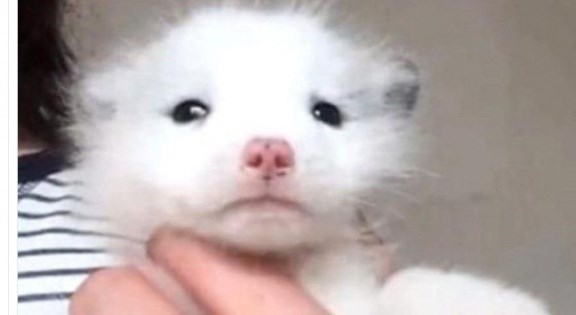 Köpek yavrusu diye aldı, büyüyünce...