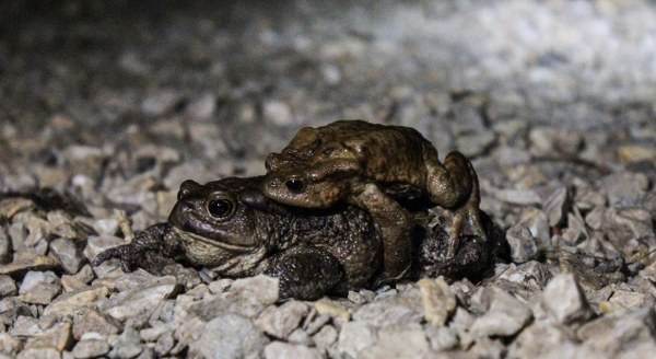 Kurbağalar için karayollarından tünel talebi