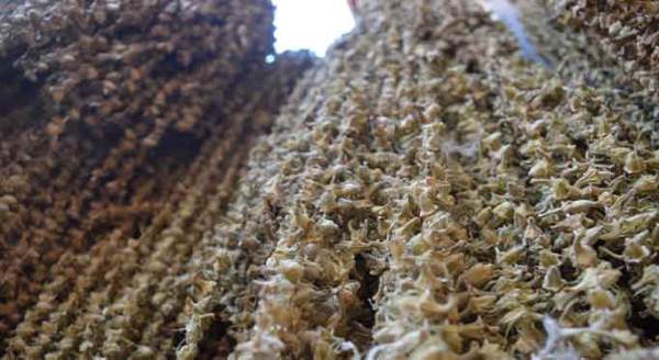 Kurutulunca fiyatı 10'a katlanıyor!