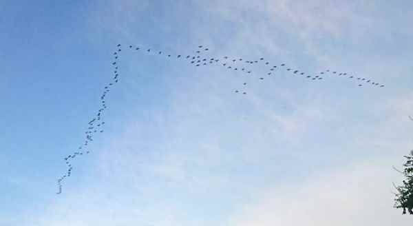 Kuşların dansı Eskişehir semalarını süsledi