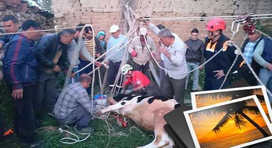 KUYUDAKİ İNEK İÇİN SEFERBER OLDULAR