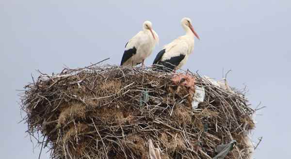 Leylekler baharı müjdeledi