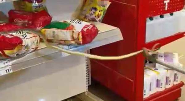 Markette akıl almaz görüntü! Rafların arasından çıktı...