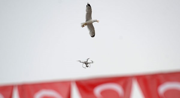 Martıların drone ile imtihanı