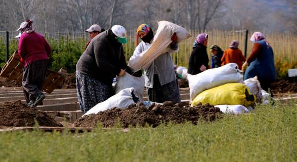 Milyonlarca tohumu kadınlar fidana dönüştürüyor