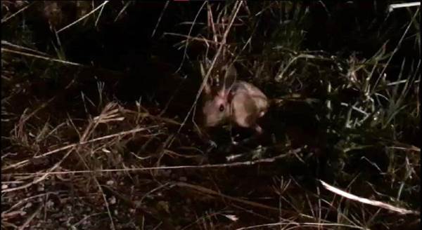 Nadir rastlanan tür Eskişehir'de görüntülendi 