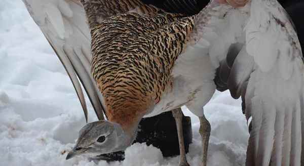 Nesli tehlike altındaki kuş yaralı bulundu