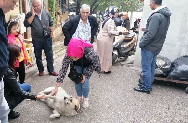 Numaracı köpek vatandaşları seferber etti