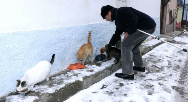 Odunpazarı'nın kedileri bu sokakta huzur buluyor