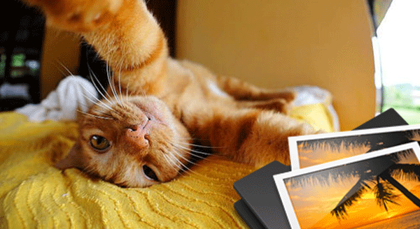 ONLAR SELFİE USTASI KEDİCİKLER