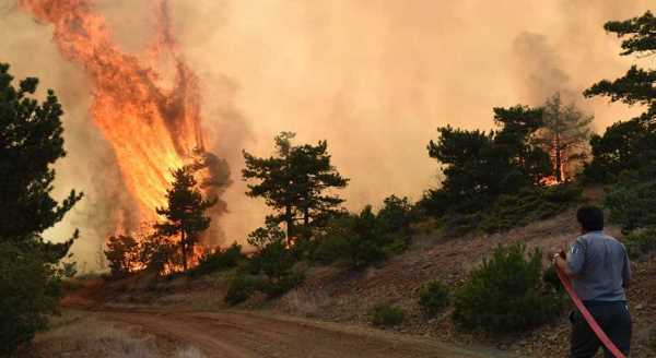 Orman yangınının yaraları sarılıyor