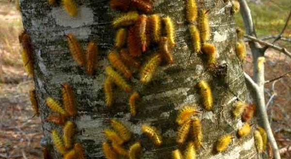 Ormanı bir haftada kuruttular!