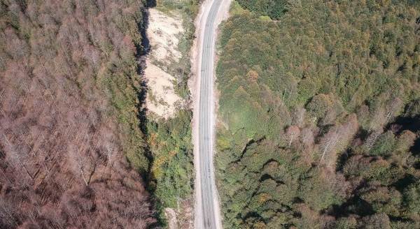 Ormanı istila eden tırtıllar yolu da aşarak yayılıyor
